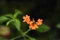 Bright fire-orange flowers of Crossandra infundibuliformis