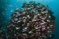 Bright Fish Schooling Around Coral in Indonesia Royalty Free Stock Photo