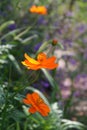 Bright Cosmos flowers