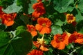 Bright flaming orange caper flowers in the wild