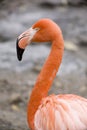Bright flamingo