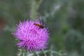 Bright flies on purple flower of the thistle Royalty Free Stock Photo