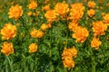 Orange flowers meadow Trollius asiaticus