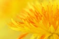 Bright floral background. Chrysanthemum, macro, close-up, soft selective focus, yellow tint. Spring equinox concept, beauty of