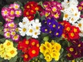 Bright floral background from ornamental plants and flowers Royalty Free Stock Photo