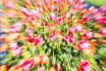 Bright Floral Impressionist Abstract In Zoom Blur