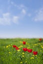 Bright floral sunny summer day empty background with flowers and green field