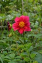 Bright flower of annual dahlia with red petals and yellow core