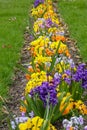 Bright flower bed with yellow, purple and orange flowers next to lush green grass. Flower bed in the courtyard of Pillnitz Castle Royalty Free Stock Photo