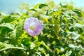 Bright flower bindweed on background of green foliage. Royalty Free Stock Photo