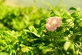 Bright flower bindweed on background of green foliage. Royalty Free Stock Photo