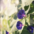 Bright flower bindweed on background of green foliage. Royalty Free Stock Photo