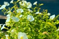 Bright flower bindweed on background of green foliage. Royalty Free Stock Photo