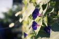 Bright flower bindweed on background of green foliage. Royalty Free Stock Photo