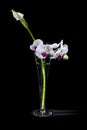 Bright flower bouquet in glass vase Royalty Free Stock Photo