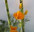 Bright flower of Californian Poppy in spring.