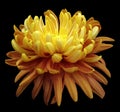Bright flower chrysanthemum, yellow center. black background isolated with clipping path. Closeup. with no shadows.
