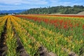 Bright flower fields, Washington