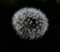 Flower fluffy white dandelion on a black background isolate Royalty Free Stock Photo