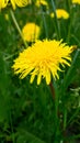 Bright flower fluffy yellow dandelions among green grass in meadow, summer Royalty Free Stock Photo