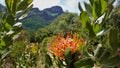 A bright flower of fynbos - leucospermum  against the background of a mountain landscape Royalty Free Stock Photo