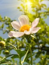 Bright flower in a garden