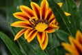 Gazania flower Royalty Free Stock Photo