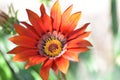 Gazania flower Royalty Free Stock Photo