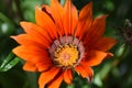 Gazania flower Royalty Free Stock Photo