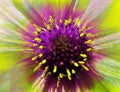 Bright flower on a iridescent blurred background. Macro. Closeup. Furry violet-yellow center. Pistils sticking out like needles. Royalty Free Stock Photo