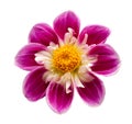 Bright flower isolated