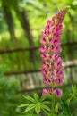 Bright flower lupine in the garden on a sunny day