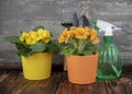 Bright flower pots with primroses, garden tools and a spray gun against a gray wall