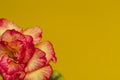 Bright flower rose or adenium on yellow background with copy space