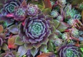 Bright flower Sempervivum tectorum, succulents or crassulaceae with water drops. Closeup photo, selective soft focus. Plants, gard