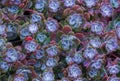 Bright flower Sempervivum tectorum, succulents or crassulaceae with water drops. Closeup photo, selective soft focus. Plants, gard