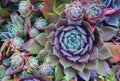 Bright flower Sempervivum tectorum, succulents or crassulaceae with water drops. Closeup photo, selective soft focus. Plants, gard