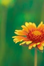 Bright flower with yellow petals and orange nectarines and pollen Royalty Free Stock Photo