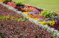 Bright flowerbed Royalty Free Stock Photo