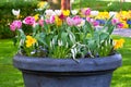 Bright flowerbed in Keukenhof Royalty Free Stock Photo