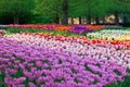 Bright flowerbed in Keukenhof Royalty Free Stock Photo