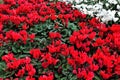 Bright flowerbed. Many scarlet flowers among green leaves.