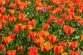 Bright flowerbed with orange-red tulips Royalty Free Stock Photo