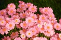 Bright flowerbed with pink flowers. Royalty Free Stock Photo