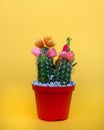 Flowering cactus with orange, pink and red flowers in a pot on a yellow background. Close up photo Royalty Free Stock Photo