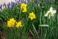 Bright flowering daffodils and a border of muscari in a flower garden. Royalty Free Stock Photo