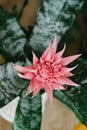 Bright flowering of the ecms, houseplant