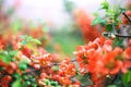 Branch with red flowers on blurred background Royalty Free Stock Photo