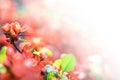 Branch with red flowers on blurred white background Royalty Free Stock Photo