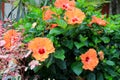 Bright Flowering Mandarin Tradewinds Hibiscus Shrub Royalty Free Stock Photo